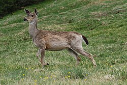 Black-tailed deer graze at Deer Park in Olympic National Park