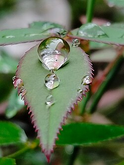Water drops on a leaf