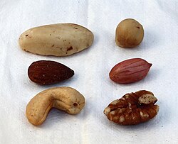 Hazelnut (upper right) among other edible nuts (clockwise): peanut, pecan, cashew, almond, and Brazil nut