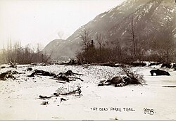 Dead horses on White Pass trail, 1898