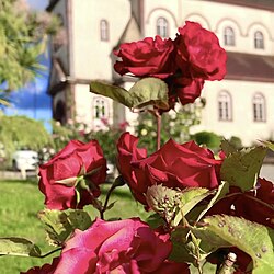 Red roses in front of the Sacred Heart of Jesus Church