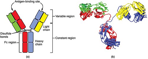 diagram showing the Y-shaped antibody. The variable region, including the antigen-binding site, is the top part of the two upper light chains. The remainder is the constant region.