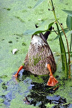 A duck has difficulties to get under water due to its buoyancy. When no swimming forces are implied, the natural equilibrium of forces keeps about half of the duck above water.