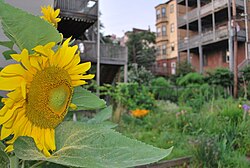 Sunflower blooming in Eagle Hill Memorial Community Garden in East Boston on Border Street