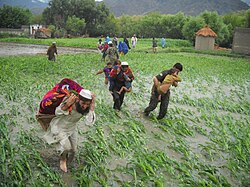 Flood rescue in Nangarhar, Afghanistan in 2010