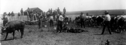 Southern Cheyenne and Arapaho youths learning to brand cattle at the Seger Indian School, Oklahoma Territory, ca. 1900