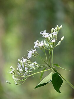Flower, Kerala