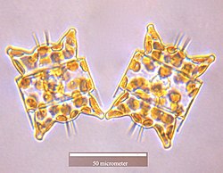 CoscinodiscophyceaeOdontella aurita