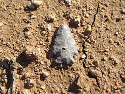 A Hohokam arrowhead in situ
