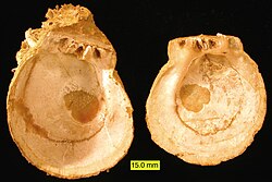 The interior of two fossil valves of Spondylus from the Pliocene of Cyprus
