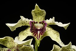 Yellow-green orchid with compact purple zigzag patterns leading toward the central column