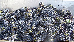 Harvested Cabernet Sauvignon grapes