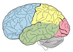 Dissociation involves identifying the neural substrate of a particular brain function.