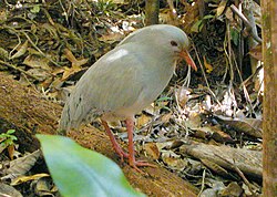 The kagu, an endemic flightless bird