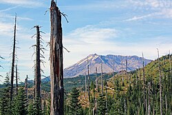Twenty years after the 1980 eruption, trees killed by the blast were still standing.