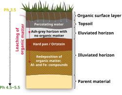 Podzol A layers