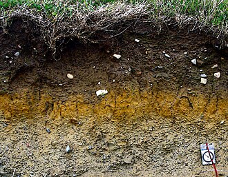 Surface-water-gley developed in glacial till in Northern Ireland