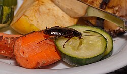 Oriental cockroach feeding on human food