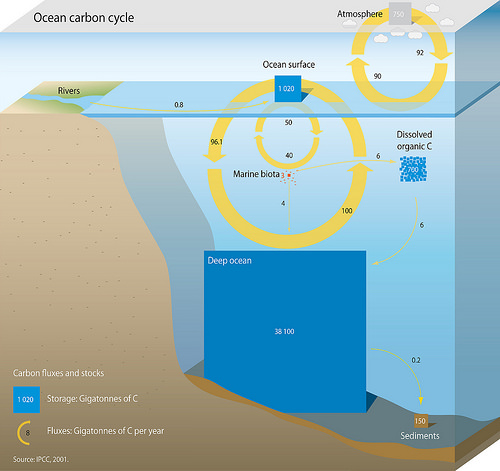 Diagram of the ocean carbon cycle showing the relative size of stocks (storage) and fluxes[132]