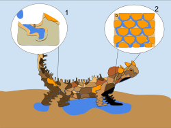 The absorption and distribution of water through the scales and skin of the thorny devil lizard from moisture in the environment to the mouth for ingestion. 1. Water flowing through the channels beneath the scales via capillary action. 2. Moisture builds up on the hydrophilic skin into these microstructures which allow for water to spread across more surface area.
