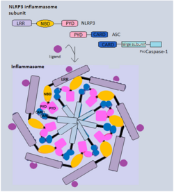 Diagram of an Inflammasome