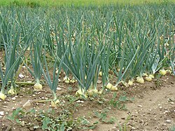 Large-scale onion cultivation