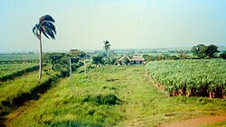 Sugarcane plantation in rural Cuba