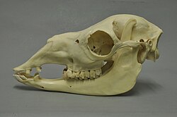 Skull of a guanaco
