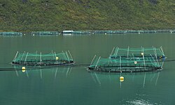Salmon farming sea cage in Torskefjorden, Senja Island, Troms, Norway