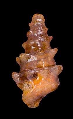 A rare pseudomorph of a spiral Turritella-like snail shell that has been replaced by chalcedony