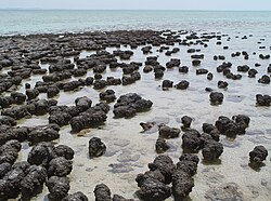 Stromatolites are formed by some microbial mats as the microbes slowly move upwards to avoid being smothered by sediment.