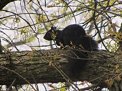 A black squirrel on the Kent Campus