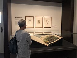 John James Audubon's The Birds of America (1827–38), a highlight of the library's Rare Books collection