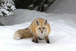 A Cascade red fox active during Paradise's long winter