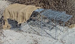 Live trap with shade cloth to protect animal from heat.