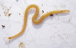 Among the centipedes, all members of the Geophilomorpha are constrained by a developmental bias to have an odd number of segments, whether as few as 27 or as many as 191.
