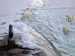 Polar bears on the sea ice of the Arctic Ocean, near the North Pole. USS Honolulu pictured.
