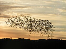 Flocking birds are an example of self-organization in biology