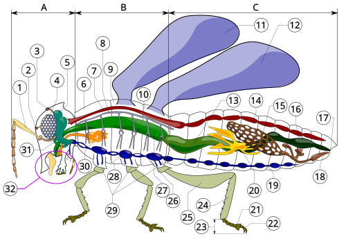 Insect anatomy