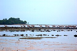 Deer in Baluran National Park