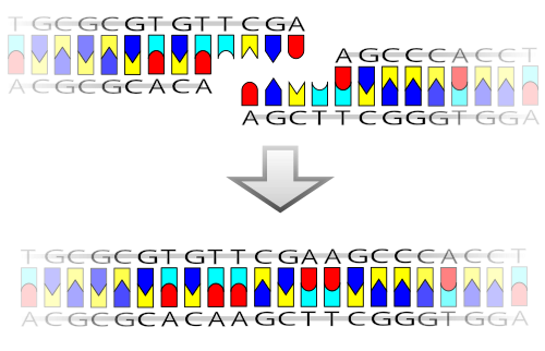 A pictorial example of how a ligase works (with sticky ends)