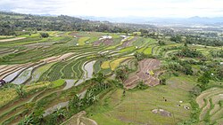 Rice fields in Pariangan, Agam Regency