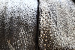 The thick dermal armour of the Rhinoceros evolved at the same time as shearing tusks.[33]