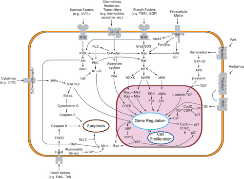 Overview of signal transduction pathways
