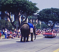 Brentwood businesses hosted an annual Memorial Day parade in the 1970s and 1980s[7]