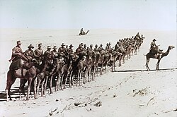 Australian camel company, January 1918