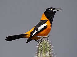 The national animal of Venezuela is the Venezuelan troupial.