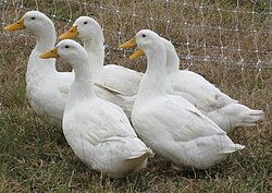 Peking ducks