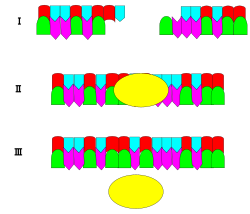 The image demonstrates how ligase (yellow oval) catalyzes two DNA fragment strands. The ligase joins the two fragments of DNA to form a longer strand of DNA by "pasting" them together.