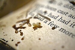 A bookworm / beetle grub found inside a paperback book, showing some of the damage it has wrought